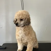 Patty, a female Poodle - Toy  for sale in Dayton, OH – Photo 1 of 5