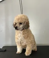 Patty, a female Poodle - Toy  for sale in Dayton, OH – Photo 1 of 5