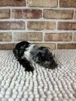 Macchiato, a male Poodle - Miniature  for sale in Dayton, OH – 1 of 8