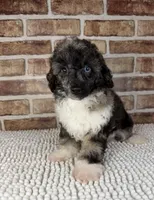 AKC Wilder, a male Poodle - Toy  for sale in Dayton, OH – 1 of 5