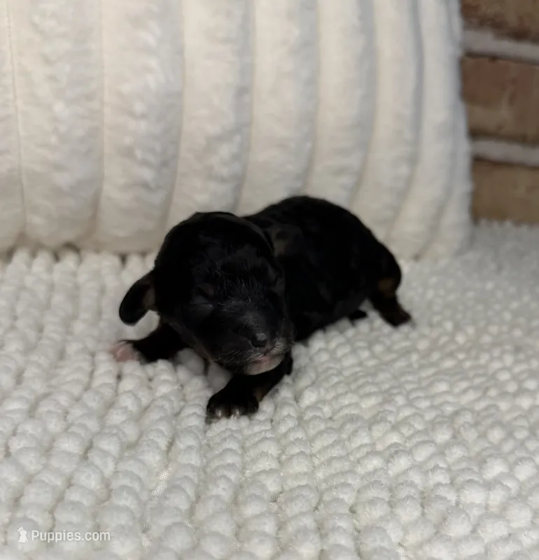 Phantom Girl – Poodle - Miniature  puppy for sale in Dayton, OH