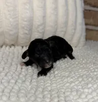 Phantom Girl, a female Poodle - Miniature  for sale in Dayton, OH – 1 of 4