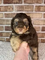 Tootsie, a female Miniature Bernedoodle and Miniature Aussiedoodle for sale in Dayton, OH – 4 of 7