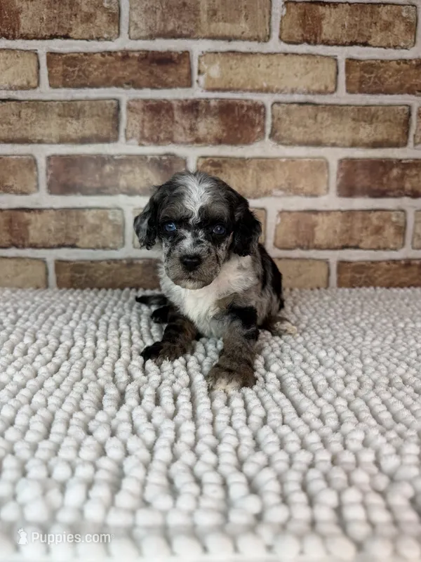 Macchiato – Poodle - Miniature  puppy for sale in Dayton, OH