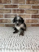 Macchiato-Blue Eyes!!, a male Poodle - Miniature  for sale in Dayton, OH – 1 of 8