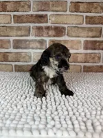 Mocha, a female Poodle - Miniature  for sale in Dayton, OH – 7 of 9