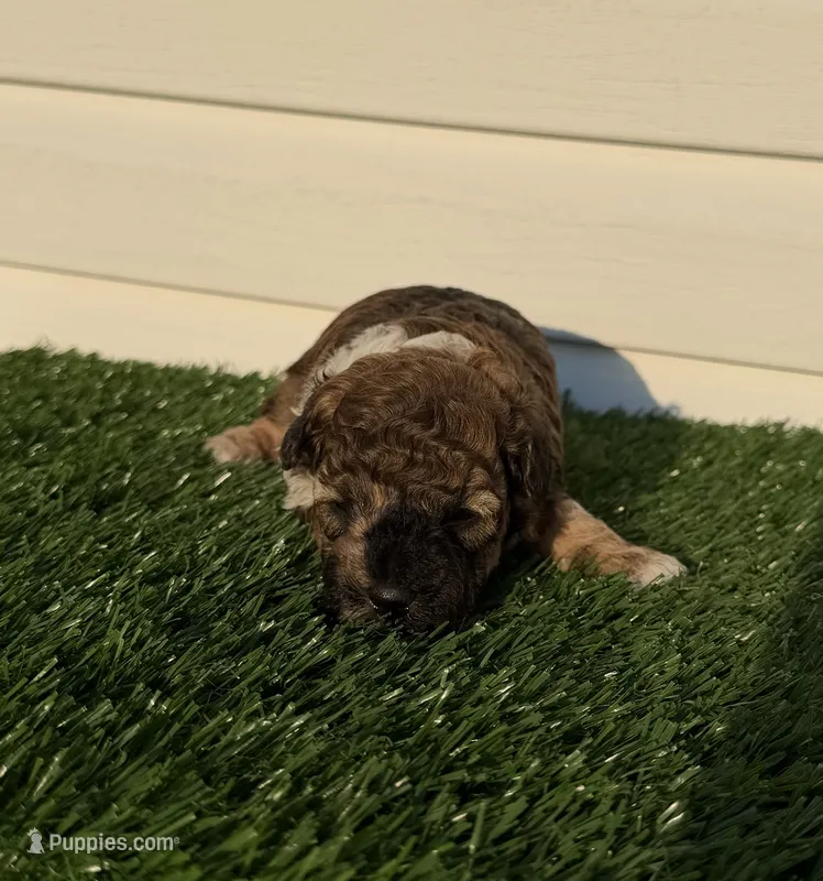 AKC Wrangler – Poodle - Toy  puppy for sale in Dayton, OH