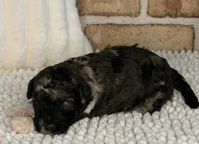 AKC Brindle Merle – Poodle - Toy  puppy for sale in Dayton, OH