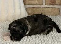 AKC Brindle Merle, a male Poodle - Toy  for sale in Dayton, OH – 1 of 9
