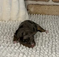 Tipsy, a female Miniature Bernedoodle and Miniature Aussiedoodle for sale in Dayton, OH – 3 of 3
