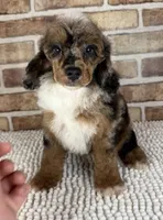 Mochaccino, a male Poodle - Miniature  for sale in Dayton, OH – 1 of 6