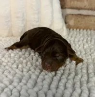 Tootsie, a female Miniature Bernedoodle and Miniature Aussiedoodle for sale in Dayton, OH – 2 of 4