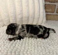 Merle Boy 1, a male Poodle - Miniature  for sale in Dayton, OH – 4 of 4