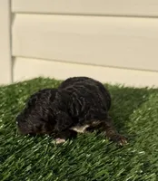 Merida, a female Poodle - Miniature  for sale in Dayton, OH – 4 of 9