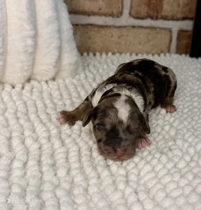 Sable Merle Boy – Poodle - Miniature  puppy for sale in Dayton, OH