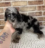 Macchiato-Blue Eyes!!, a male Poodle - Miniature  for sale in Dayton, OH – 5 of 5