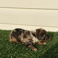 Mochaccino, a male Poodle - Miniature  for sale in Dayton, OH – 4 of 9