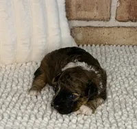 AKC Sable Merle, a male Poodle - Toy  for sale in Dayton, OH – 3 of 8