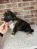 AKC Wilder, a male Poodle - Toy  for sale in Dayton, OH – 2 of 5