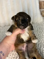 AKC Sable Merle, a male Poodle - Toy  for sale in Dayton, OH – 4 of 8