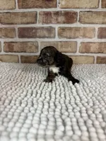 Mocha, a female Poodle - Miniature  for sale in Dayton, OH – 1 of 9