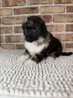 AKC Wilder, a male Poodle - Toy  for sale in Dayton, OH – 4 of 7