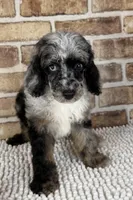 Macchiato-Blue Eyes!!, a male Poodle - Miniature  for sale in Dayton, OH – 3 of 5
