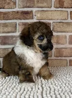 AKC Wrangler, a male Poodle - Toy  for sale in Dayton, OH – 2 of 9