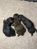 AKC Gwenna, a female Poodle - Miniature  for sale in Dayton, OH – 2 of 2