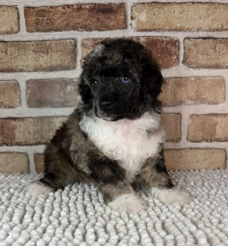 AKC Wilder – Poodle - Toy  puppy for sale in Dayton, OH