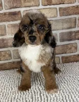 Mochaccino, a male Poodle - Miniature  for sale in Dayton, OH – 2 of 6