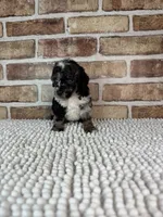 Macho, a male Poodle - Miniature  for sale in Dayton, OH – 3 of 7