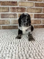 Macho, a male Poodle - Miniature  for sale in Dayton, OH – 4 of 7
