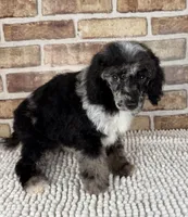 Macho, a male Poodle - Miniature  for sale in Dayton, OH – 4 of 7