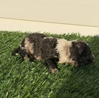 Matcha, a female Poodle - Miniature  for sale in Dayton, OH – 4 of 10