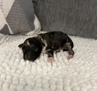 AKC Brindle Merle, a male Poodle - Toy  for sale in Dayton, OH – 8 of 9