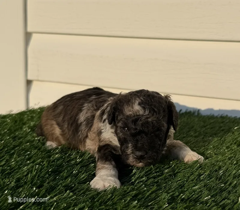 AKC Wilder – Poodle - Toy  puppy for sale in Dayton, OH