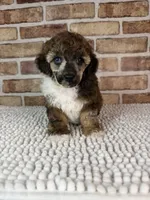 AKC Wrangler, a male Poodle - Toy  for sale in Dayton, OH – 4 of 9