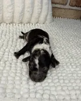 Black Merle Female, a female Poodle - Miniature  for sale in Dayton, OH – 2 of 5
