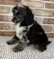Macho, a male Poodle - Miniature  for sale in Dayton, OH – 2 of 7