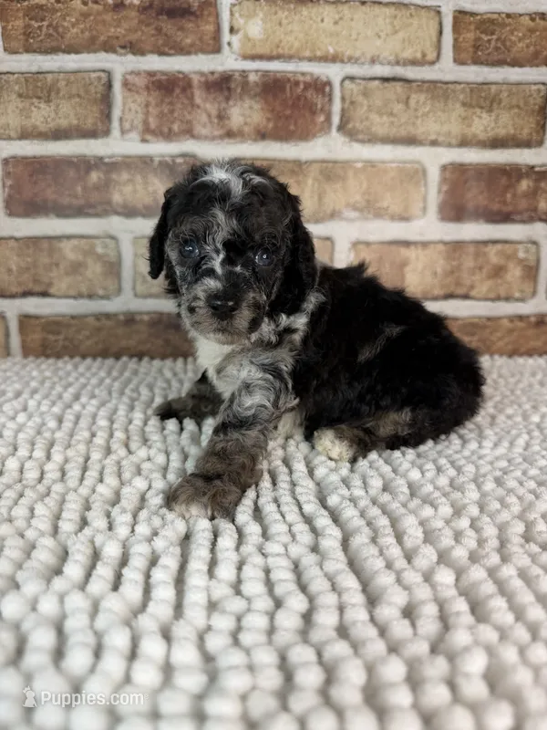 Macho – Poodle - Miniature  puppy for sale in Dayton, OH