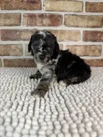 Macho, a male Poodle - Miniature  for sale in Dayton, OH – 1 of 7