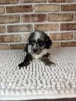 Macchiato-Blue Eyes!!, a male Poodle - Miniature  for sale in Dayton, OH – 3 of 8