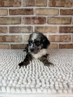 Macchiato-Blue Eyes!!, a male Poodle - Miniature  for sale in Dayton, OH – 4 of 8