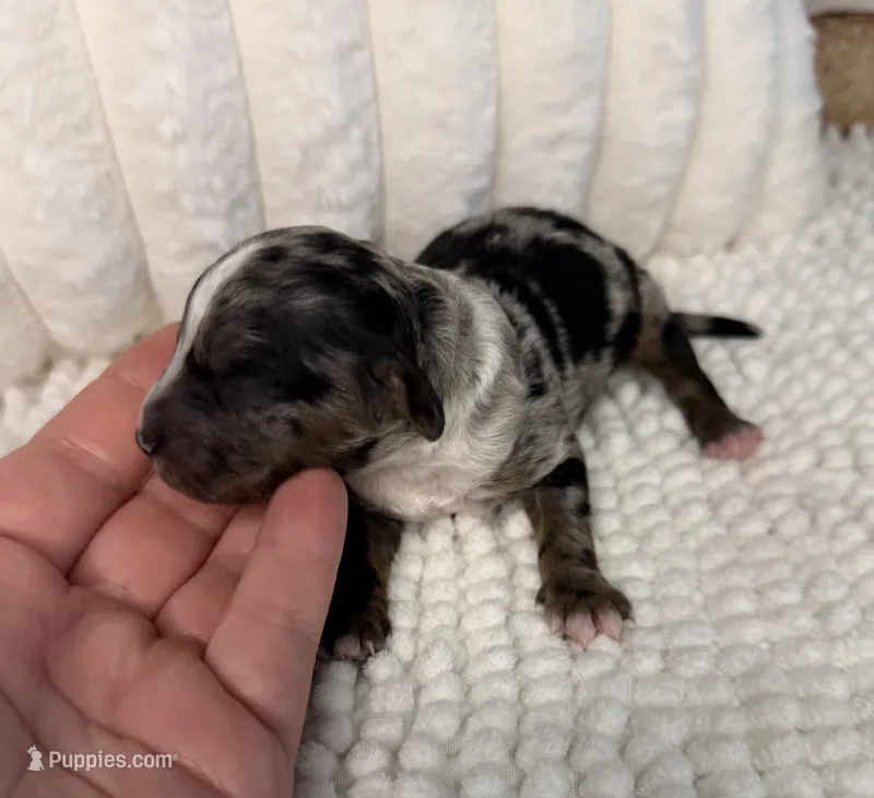Merle Boy 1, a male Poodle - Miniature  for sale in Dayton, OH – 1 of 4