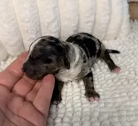 Merle Boy 1, a male Poodle - Miniature  for sale in Dayton, OH – 1 of 4