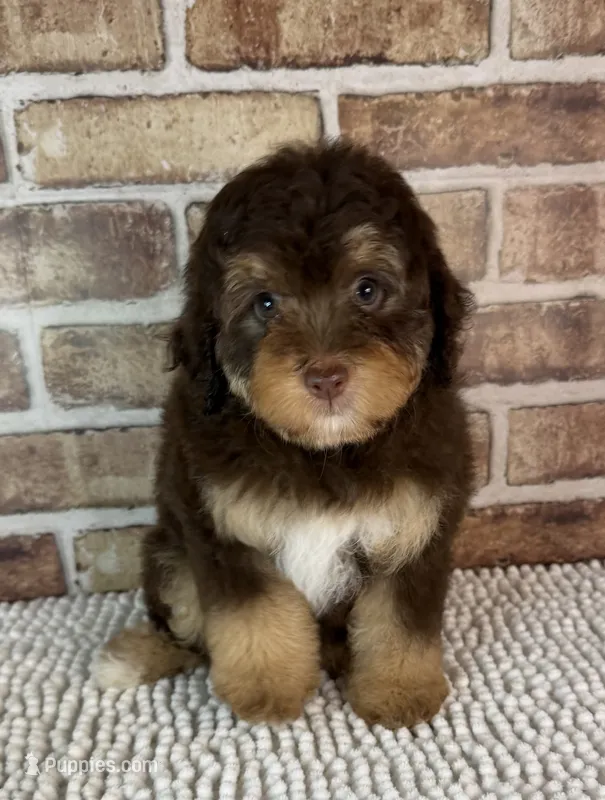 Tootsie – Miniature Bernedoodle, Miniature Aussiedoodle puppy for sale in Dayton, OH
