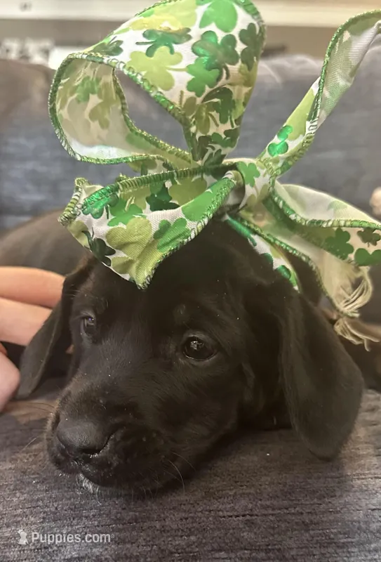 Moon – Great Dane, English Mastiff puppy for sale in Dayton, OH