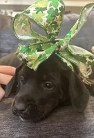 Moon, a female Great Dane and English Mastiff for sale in Dayton, OH – 1 of 1