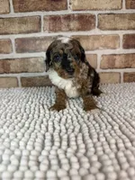 Mochaccino, a male Poodle - Miniature  for sale in Dayton, OH – 3 of 7